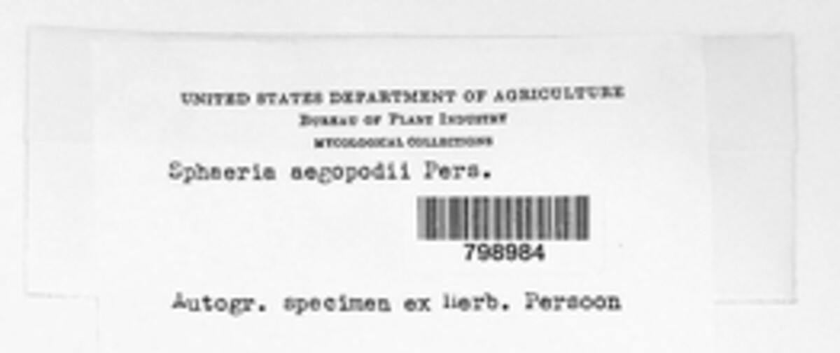 Stigmatea aegopodii image
